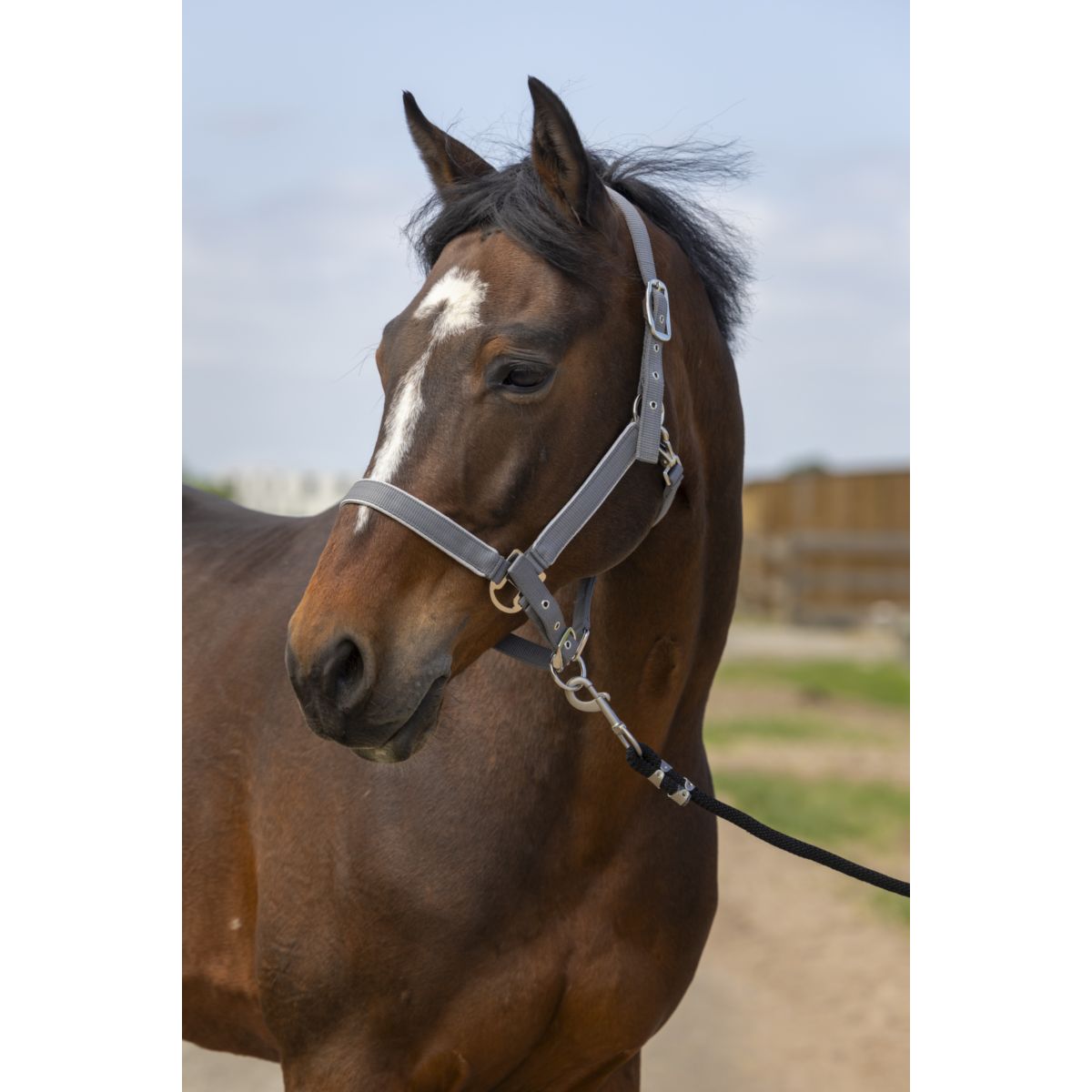 EQUITHÈME Cabezada Light Nylon Gris