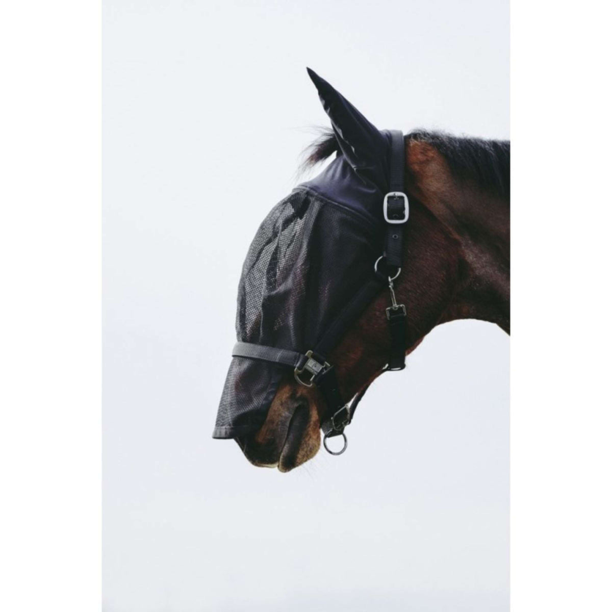 EQUITHÈME Cabestro con Máscara Mesh Negro