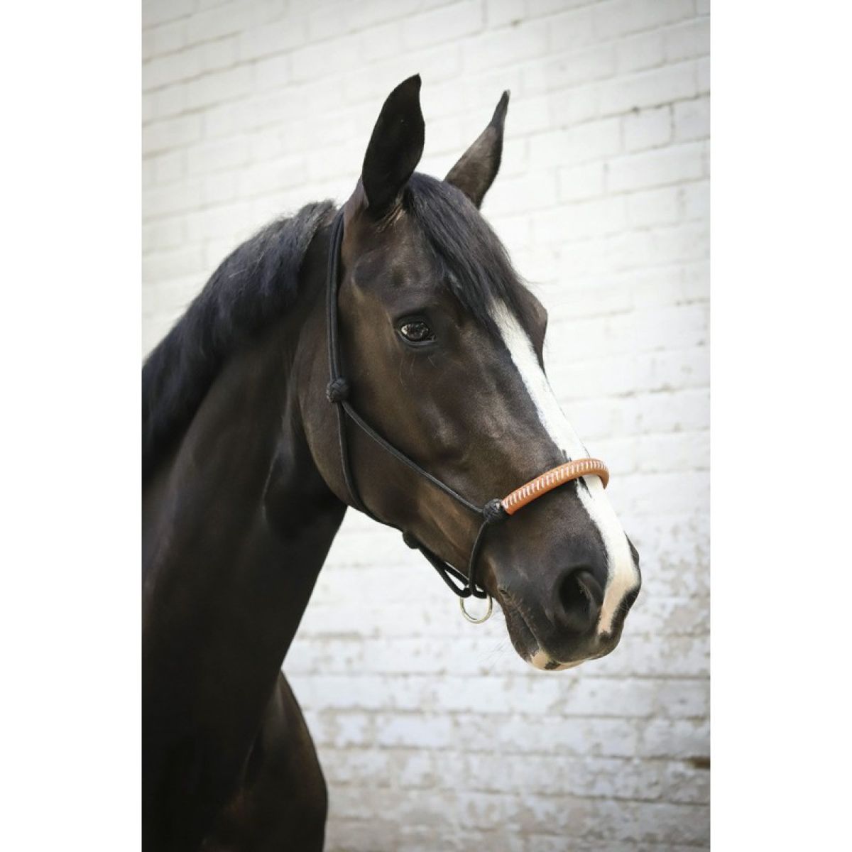 Pénélope Cabezada de Cuerda Western