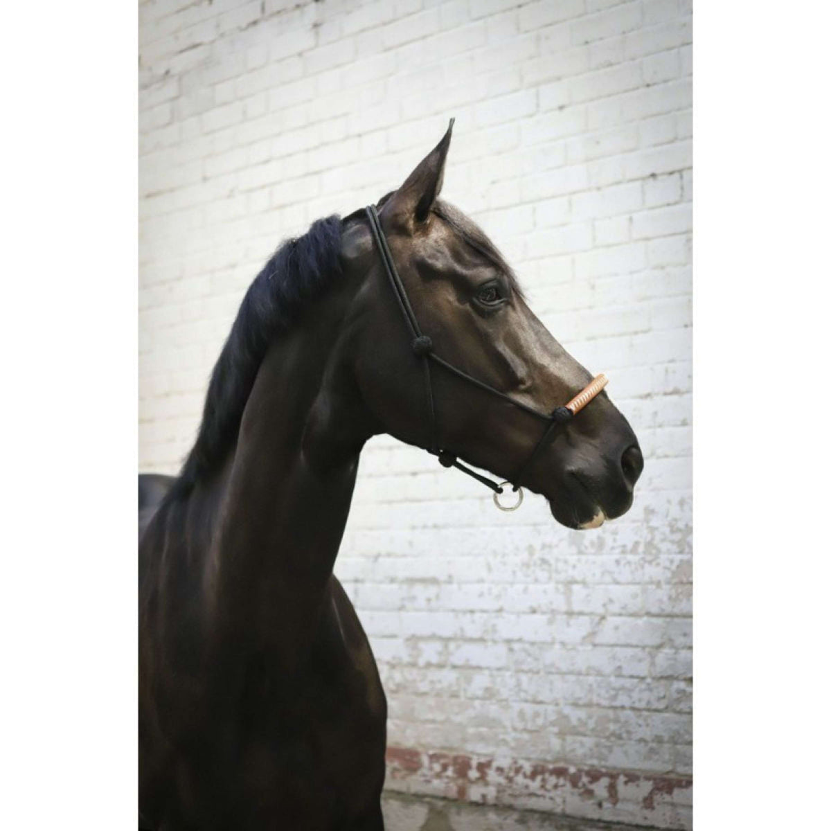 Pénélope Cabezada de Cuerda Western