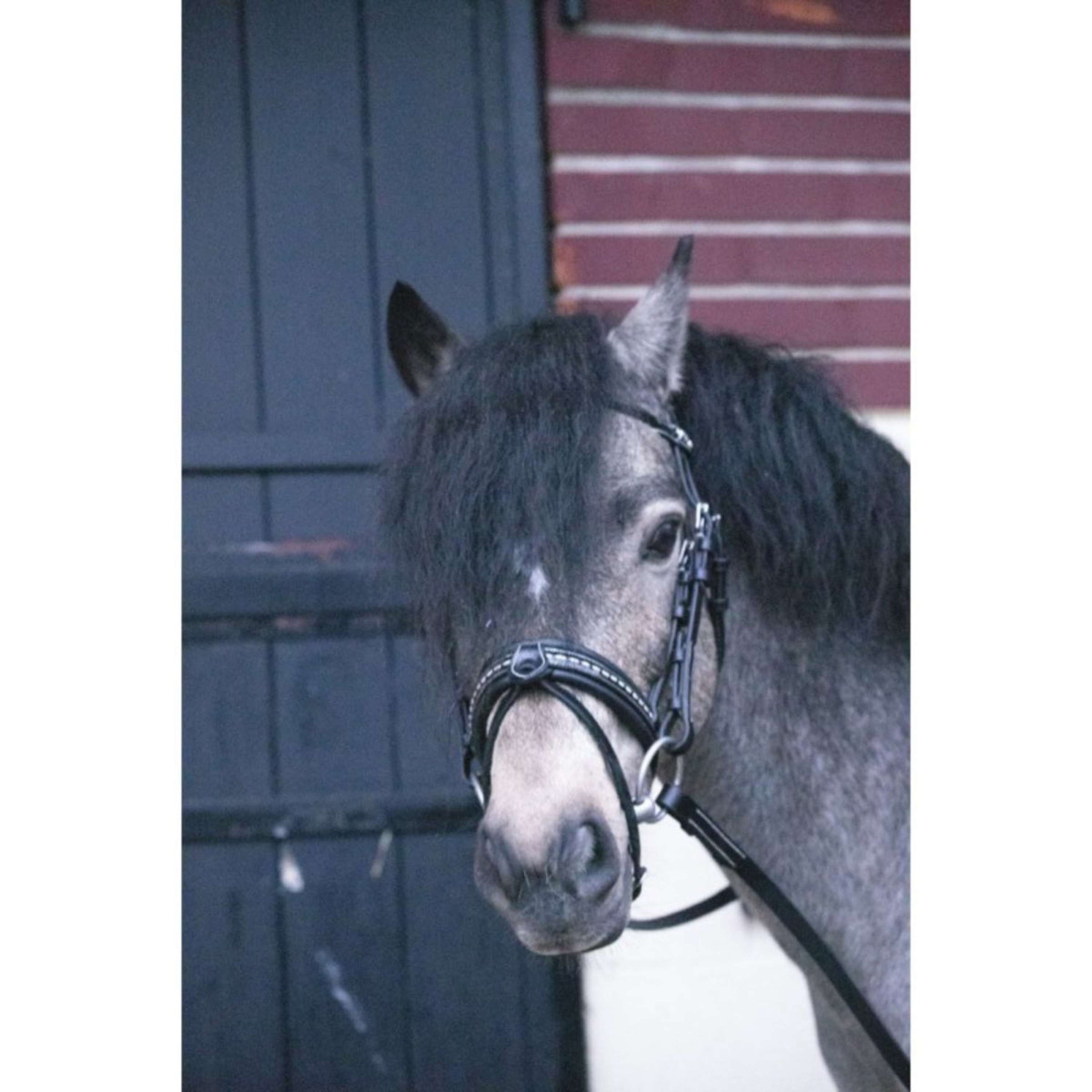 Eden by Pénélope Brida Eden Negro Eden by Pénélope Brida Eden Negro