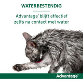 Advantage Advantage 80 Spot-On Gato 4-8kg