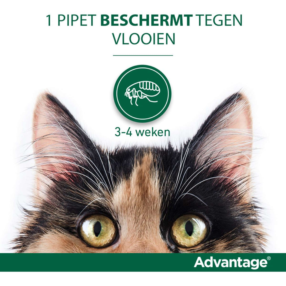 Advantage Advantage 80 Spot-On Gato 4-8kg
