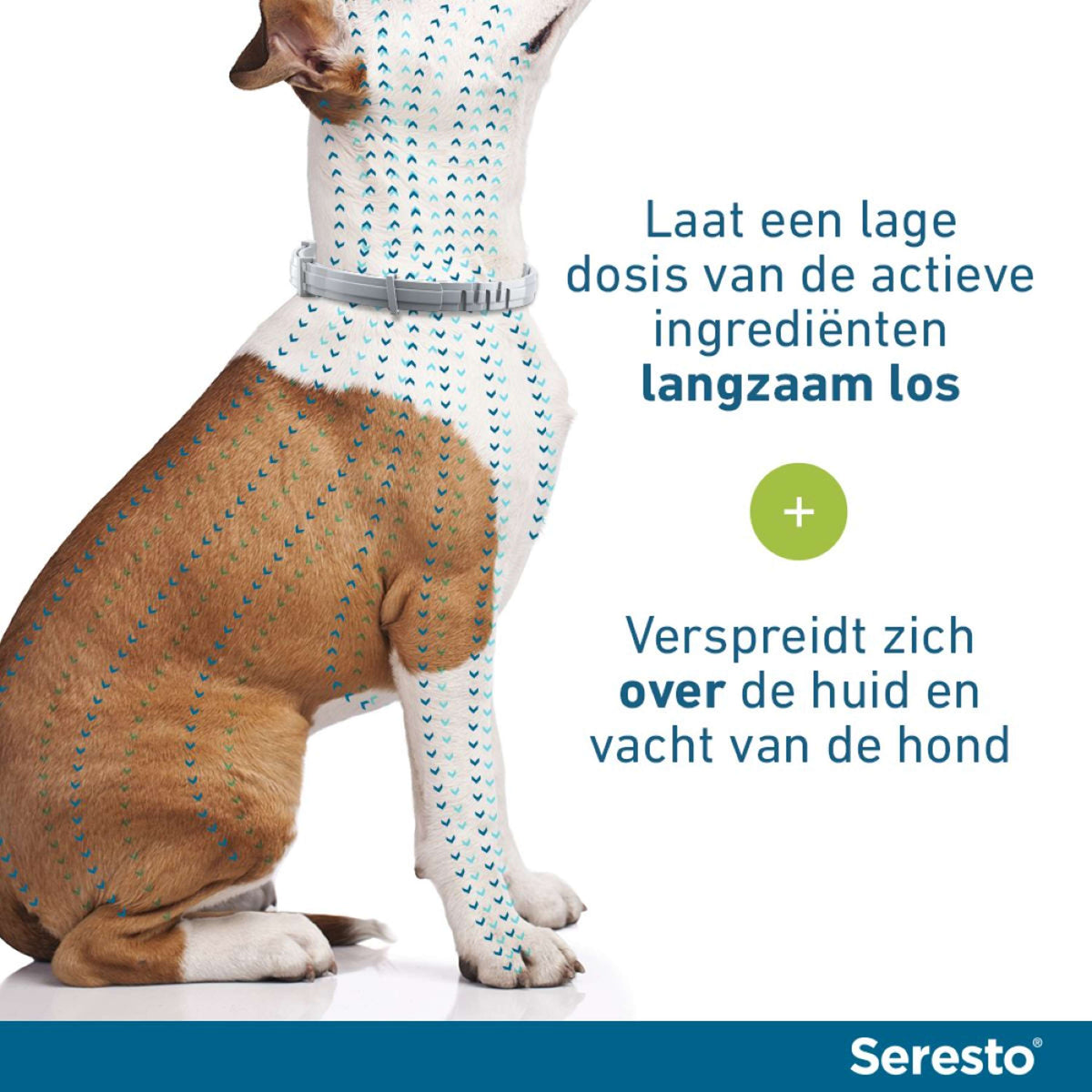 Seresto Collar Antipulgas y Garrapatas Perro pequeño hasta 8kg