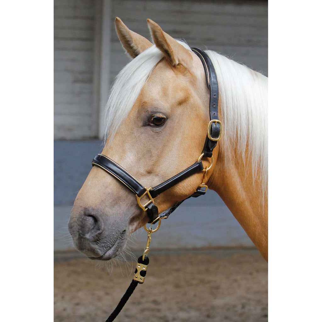Harry's Horse Cabestro Cuero con Ribete Negro/Oro