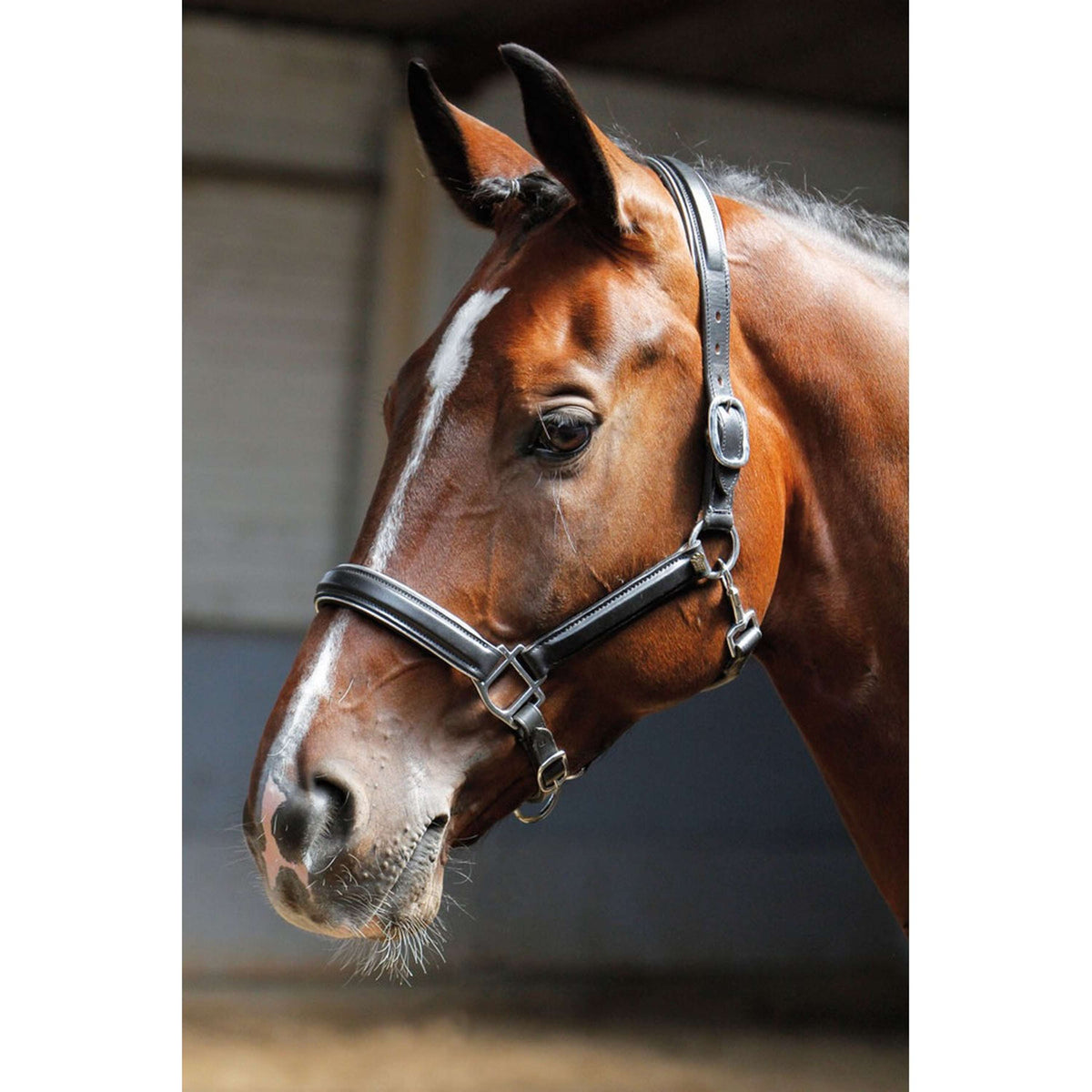 Harry's Horse Cabezada Plata