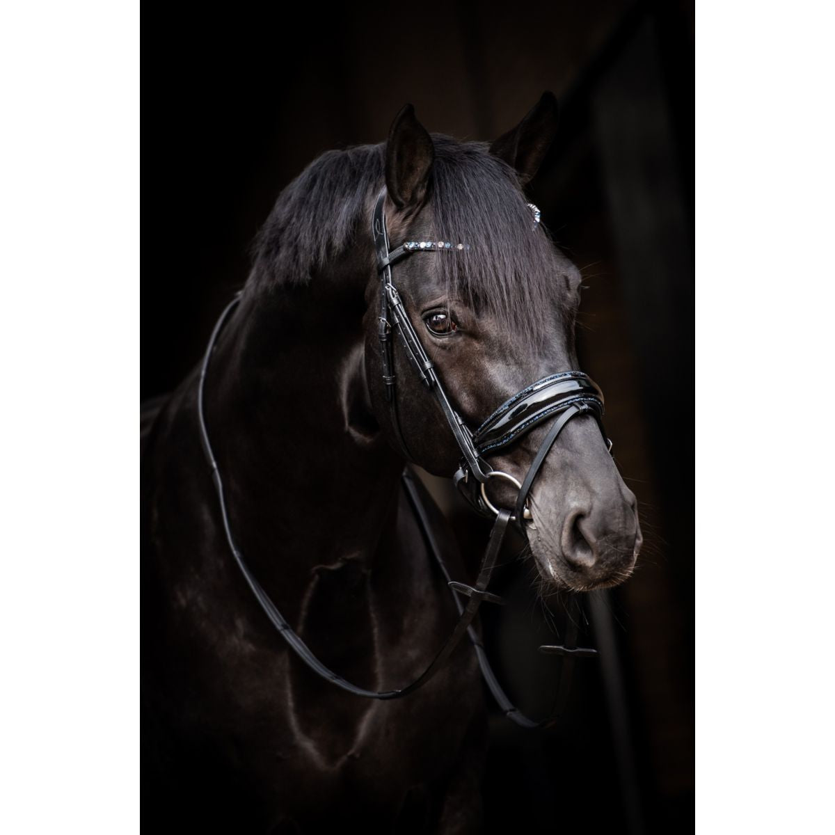 HB Brida Showtime Evalira Azul/Negro