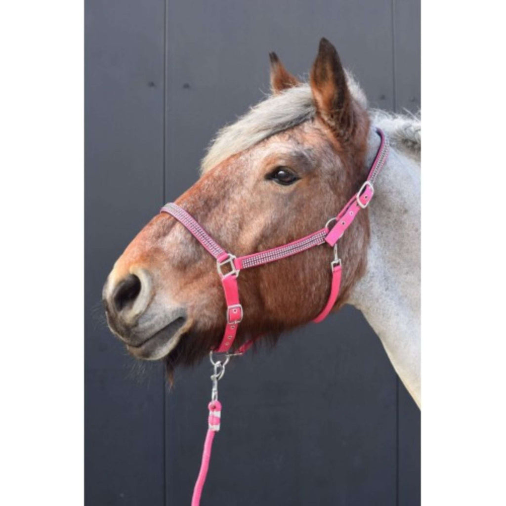 HB Cabestro Diamonds Collection Fuchsia