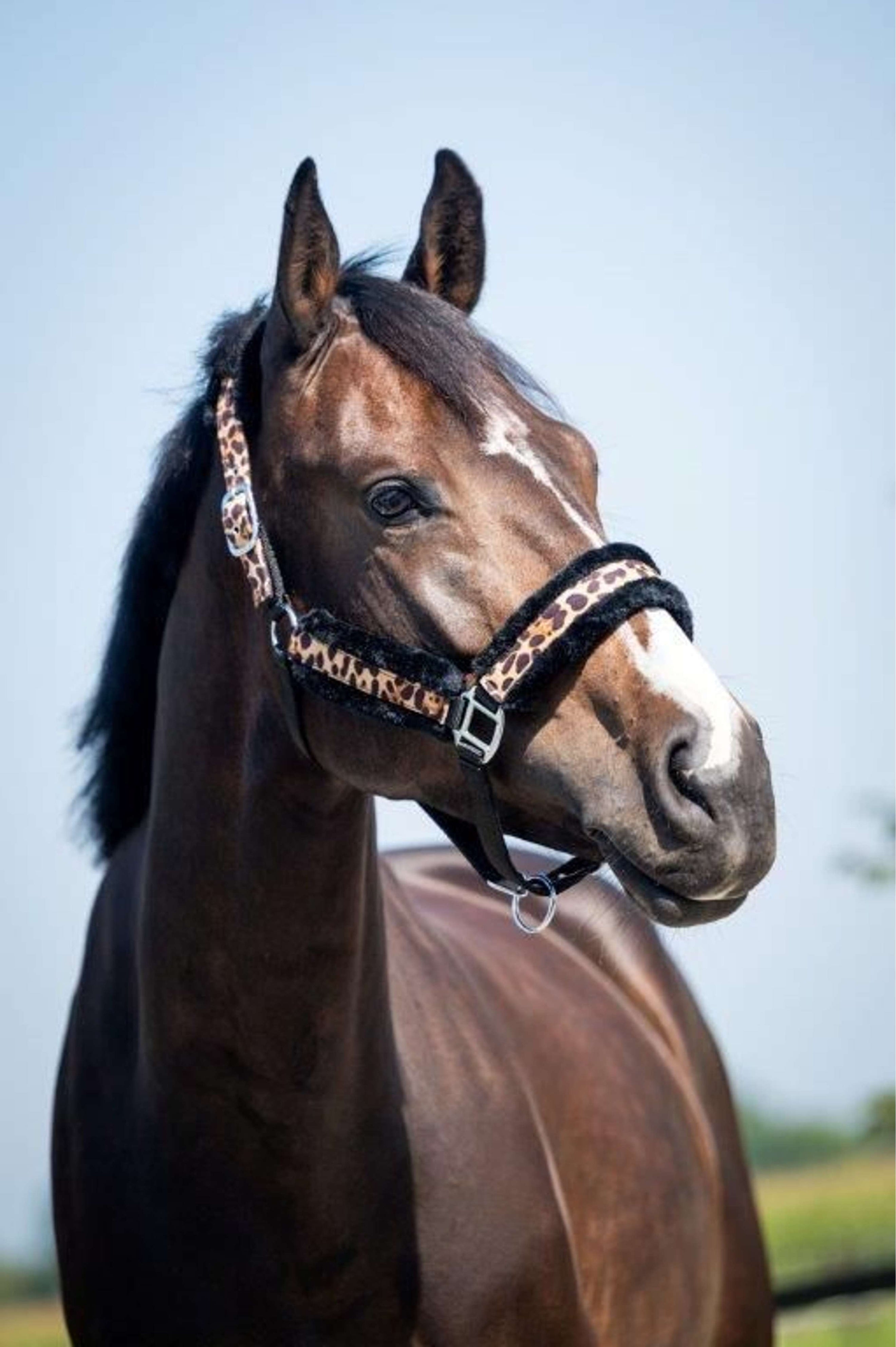 HB Cabezada Leopard Fur Leopard