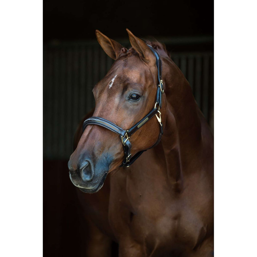 HB Cabestro Horse Name Cuero Negro
