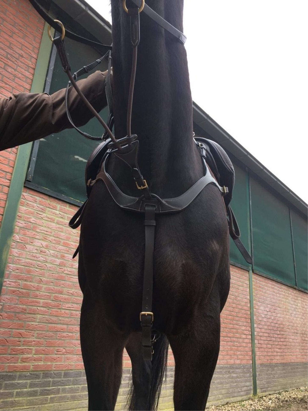Harry's Horse Arnés Frontal Deluxe Marron