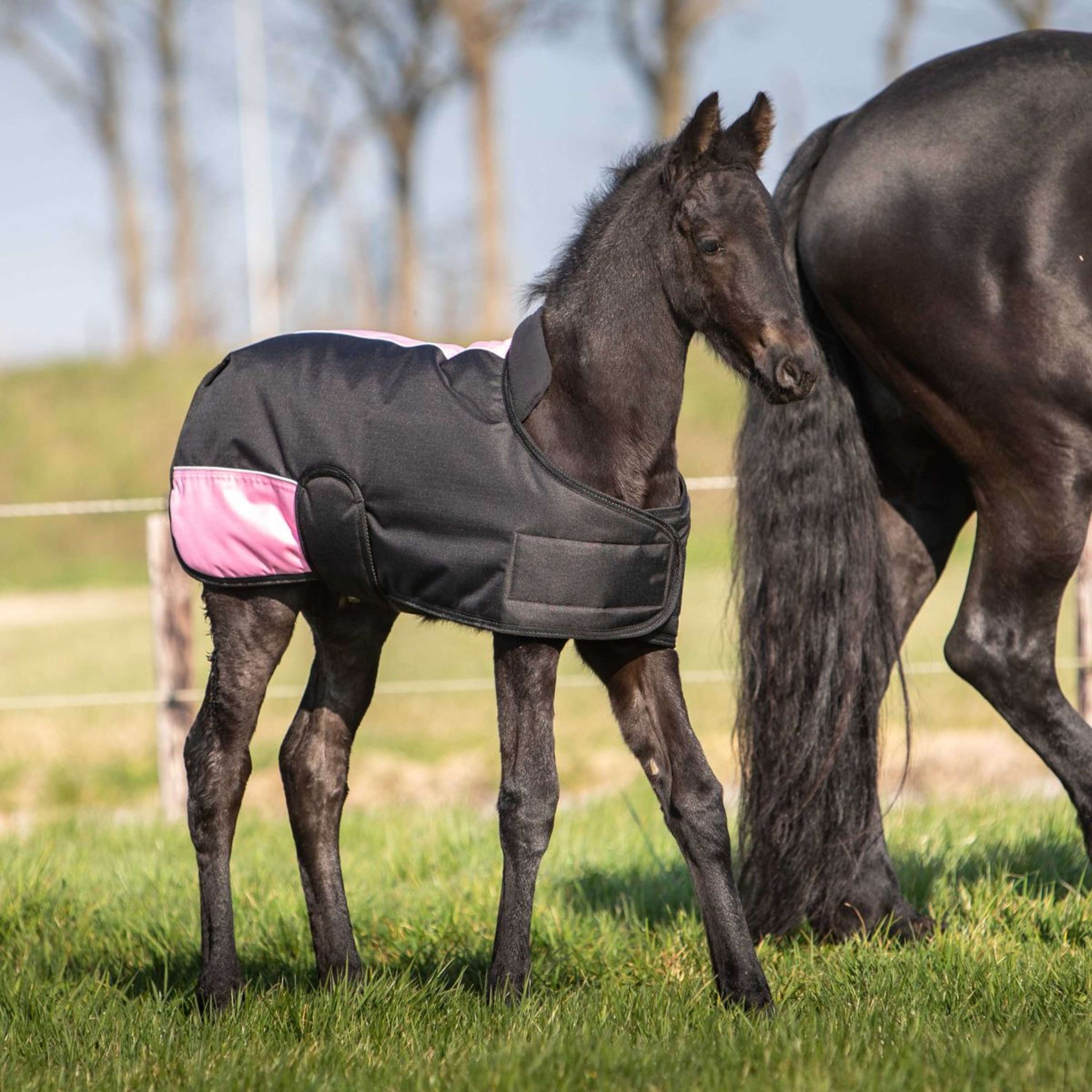 Harry's Horse Manta para Potro TwoTone Negro Harry's Horse Manta para Potro TwoTone Negro
