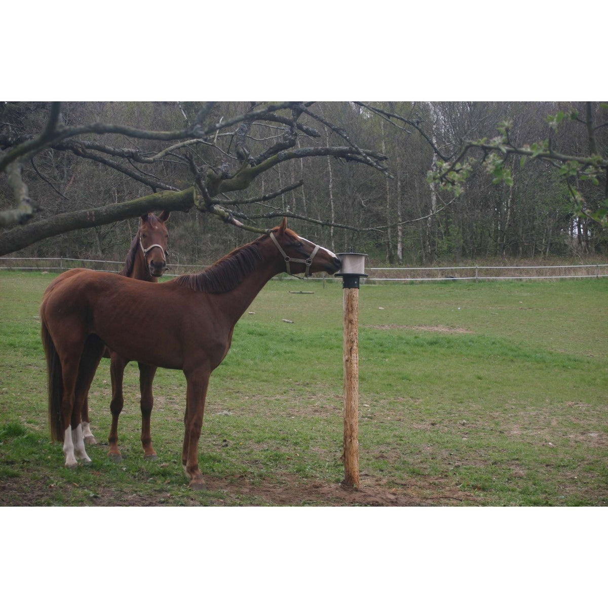 Vplast Soporte para Bloque de Sal para Poste KS para 10kg