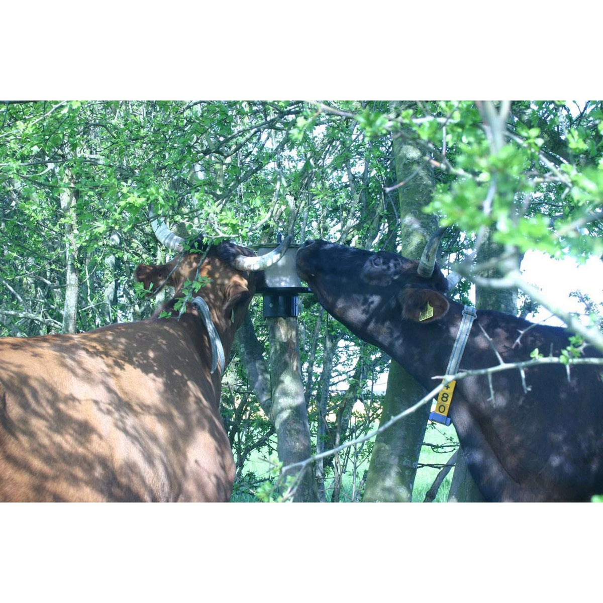 Vplast Soporte para Bloque de Sal para Poste KS para 10kg