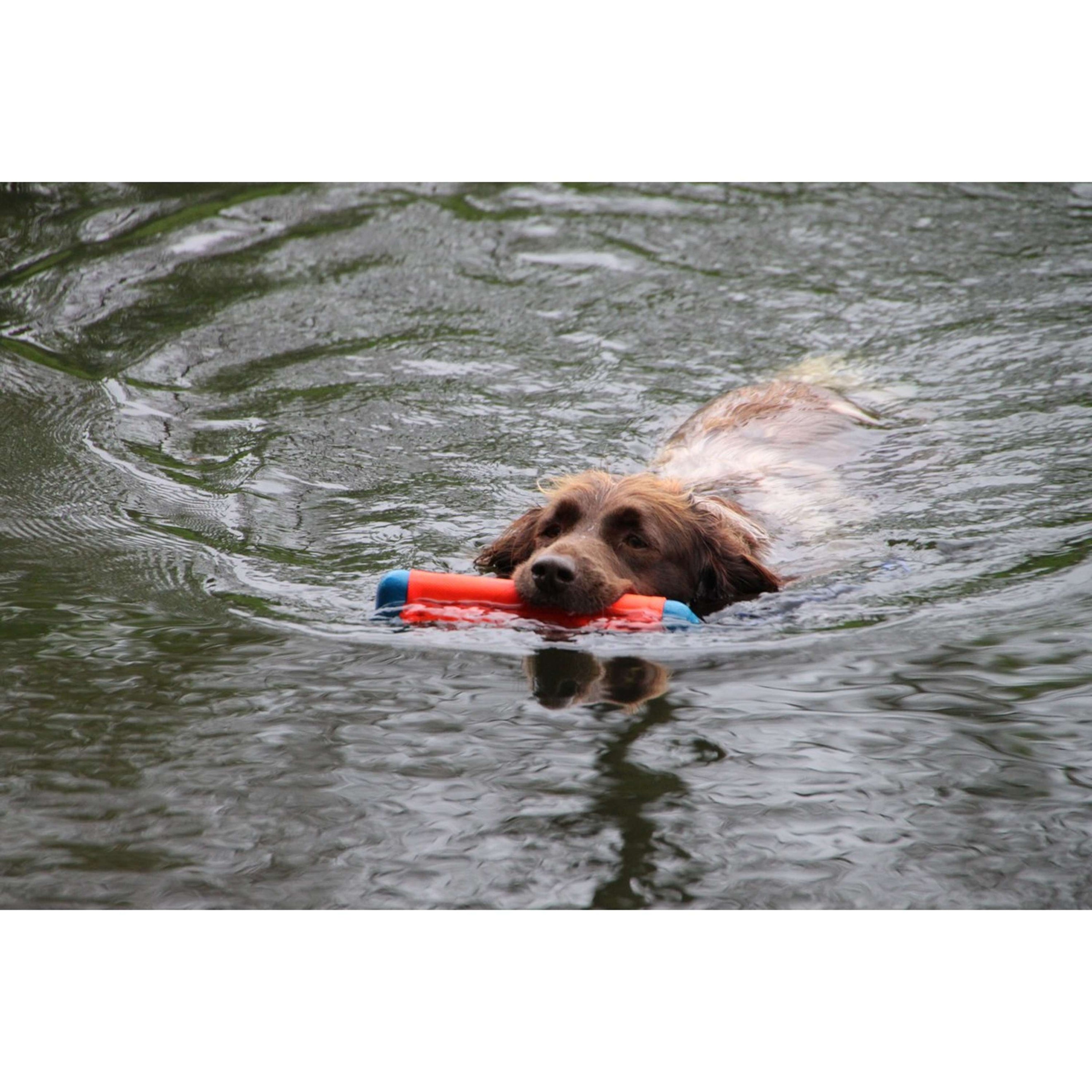 Chuckit Juguetes de Entrenamiento Amphibious Bumper