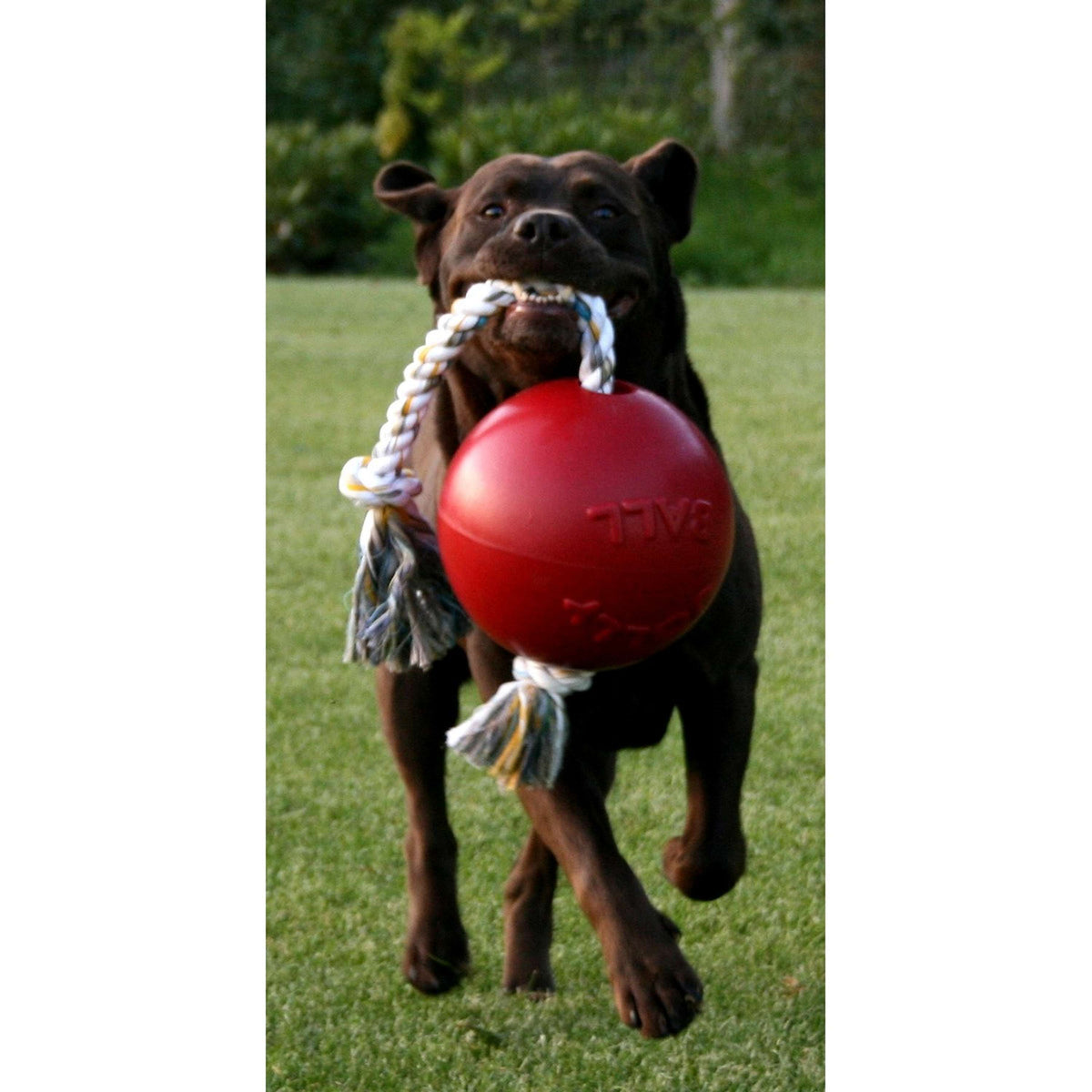 Jolly Ball Juguete para Perro Romp-n-Roll Azul bebe