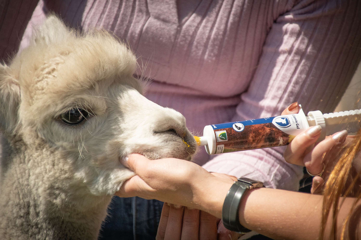 Excellent gel vitamínico