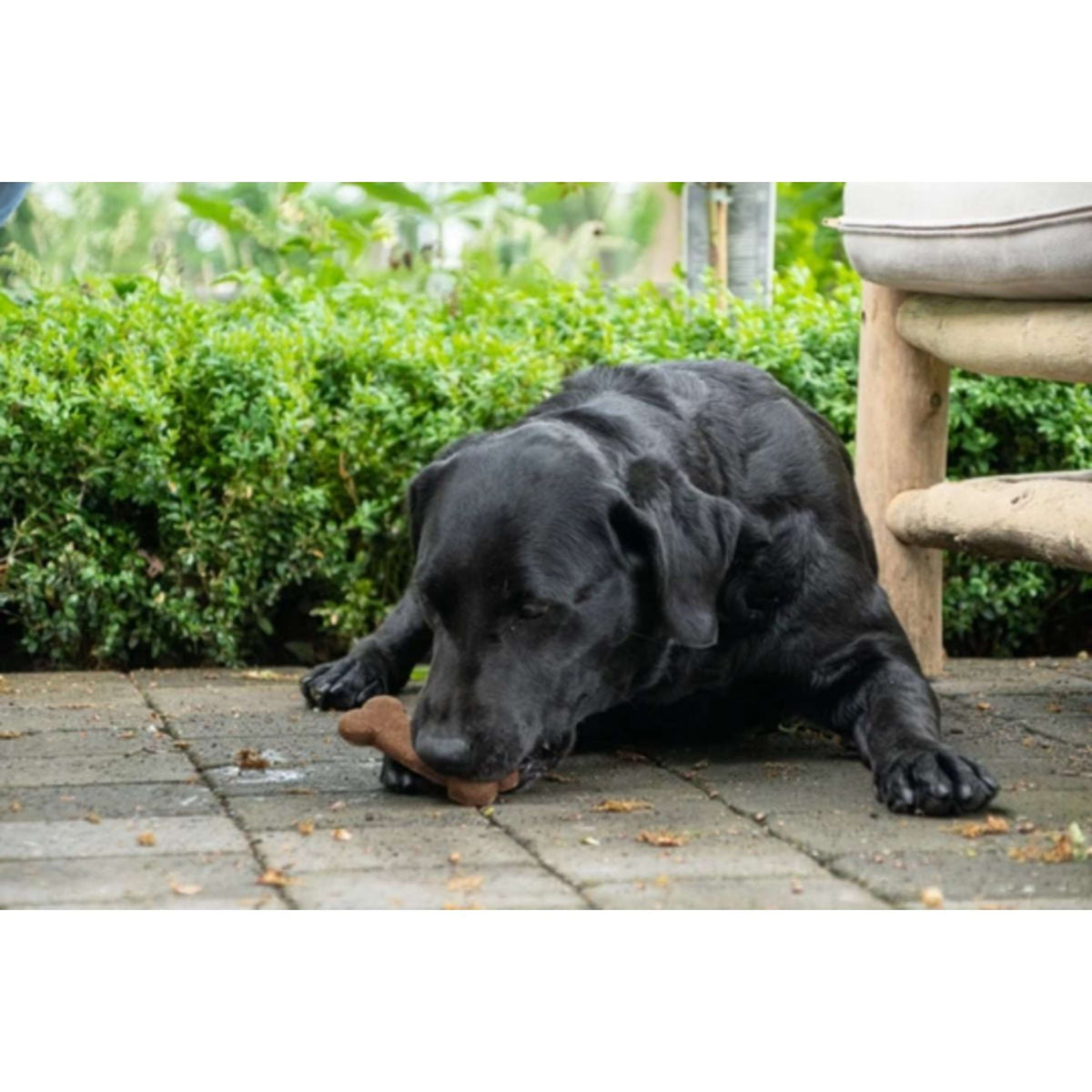 Bugbone Snack para Perro 6 Piezas
