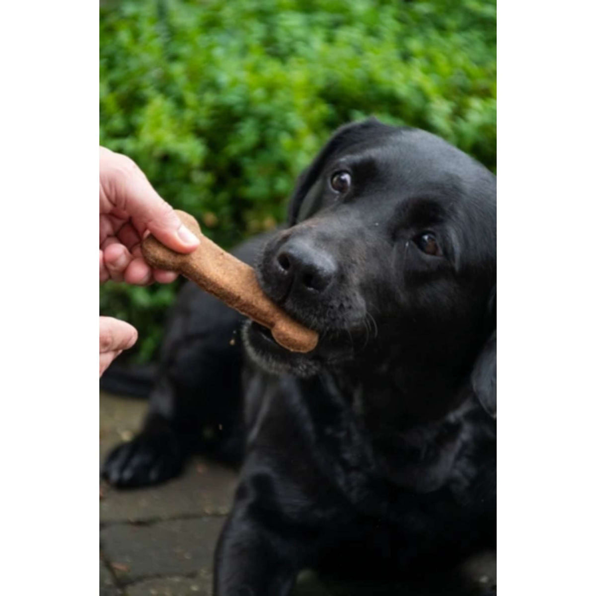 Bugbone Snack para Perro 6 Piezas