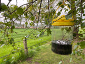 Knock Off Trampa para Moscas