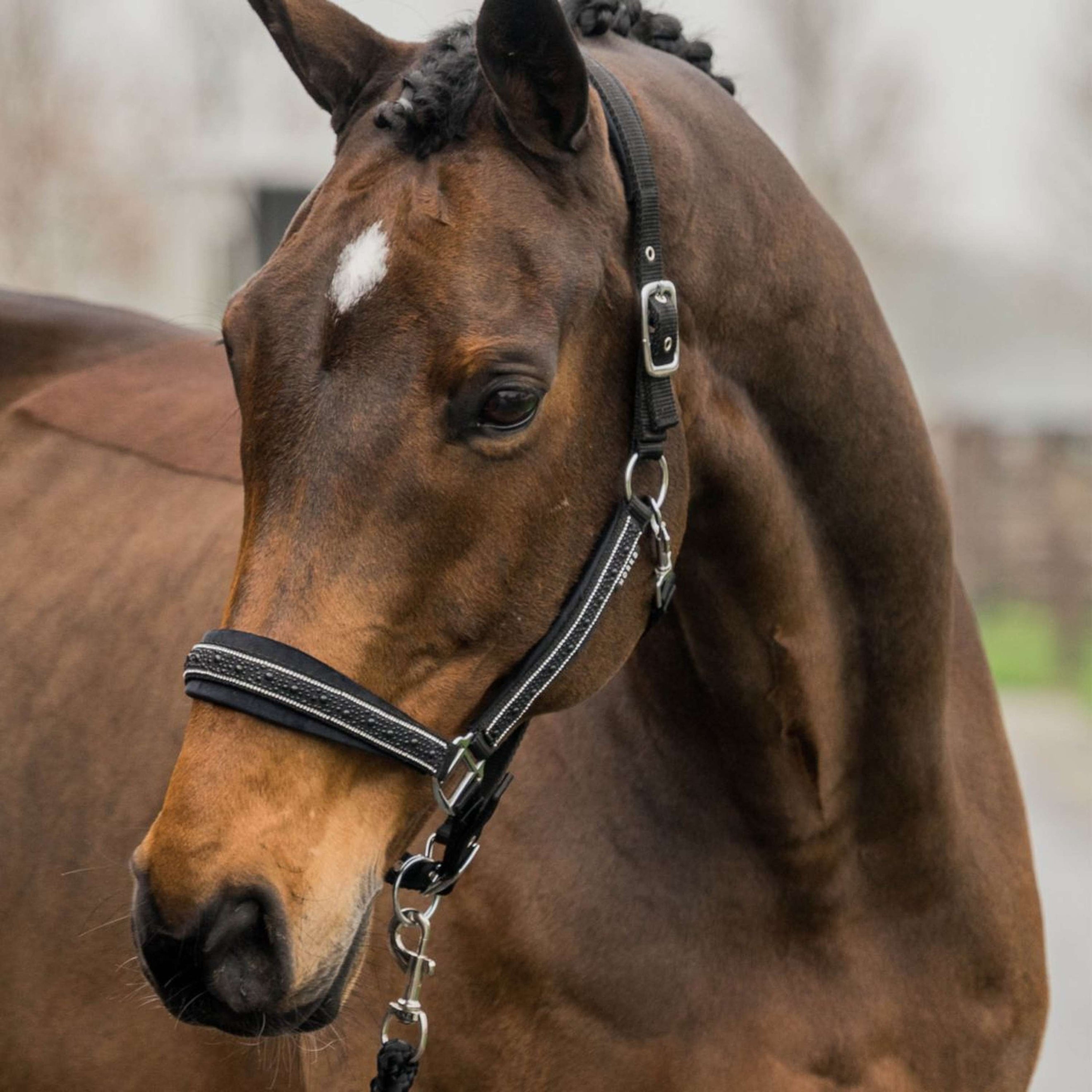 HORKA Juego de Cabestro Equestrian Pro Crystals & Pearls Negro HORKA Juego de Cabestro Equestrian Pro Crystals & Pearls Negro
