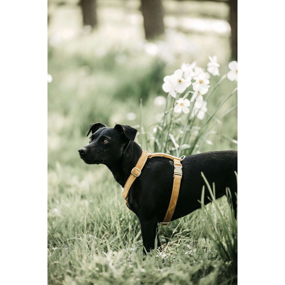 Kentucky Dogwear Arnés Loop Mostaza