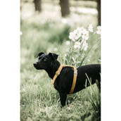 Kentucky Dogwear Arnés Loop Mostaza