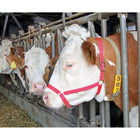 Kerbl Cabestro para Vacas Rojo