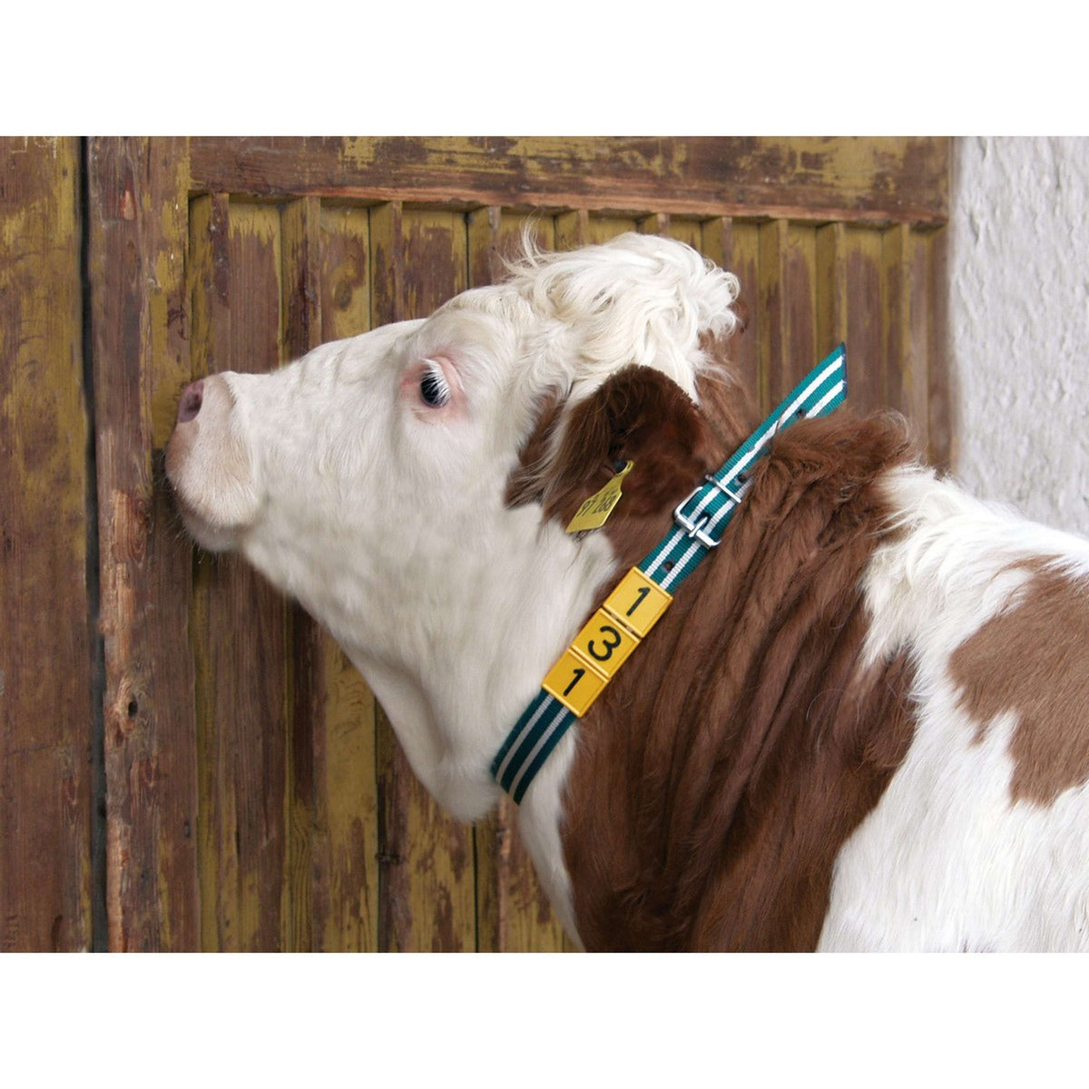 Kerbl Banda de Marcaje para el Cuello Verde Blanco
