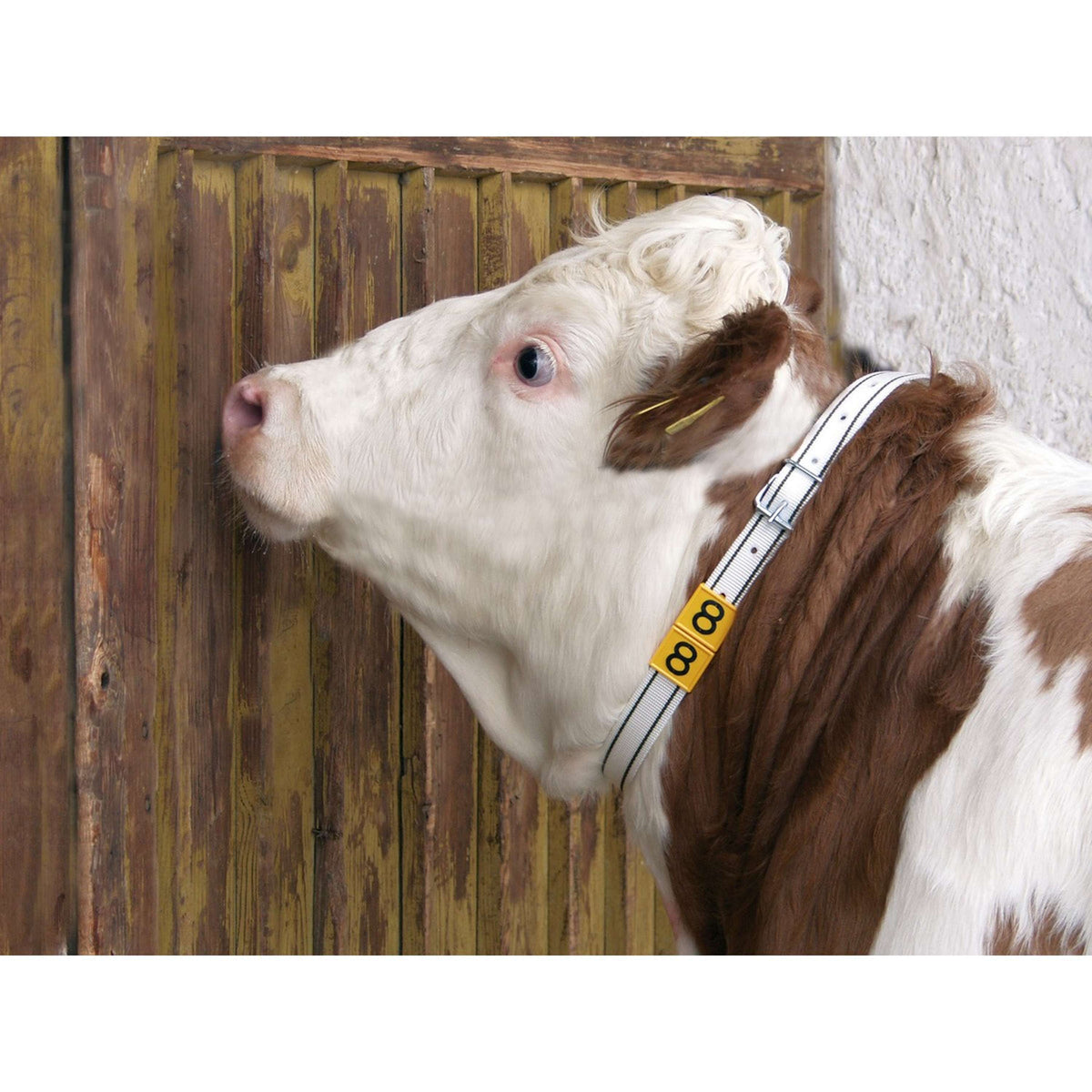 Kerbl Banda de Marcaje para el Cuello Blanco