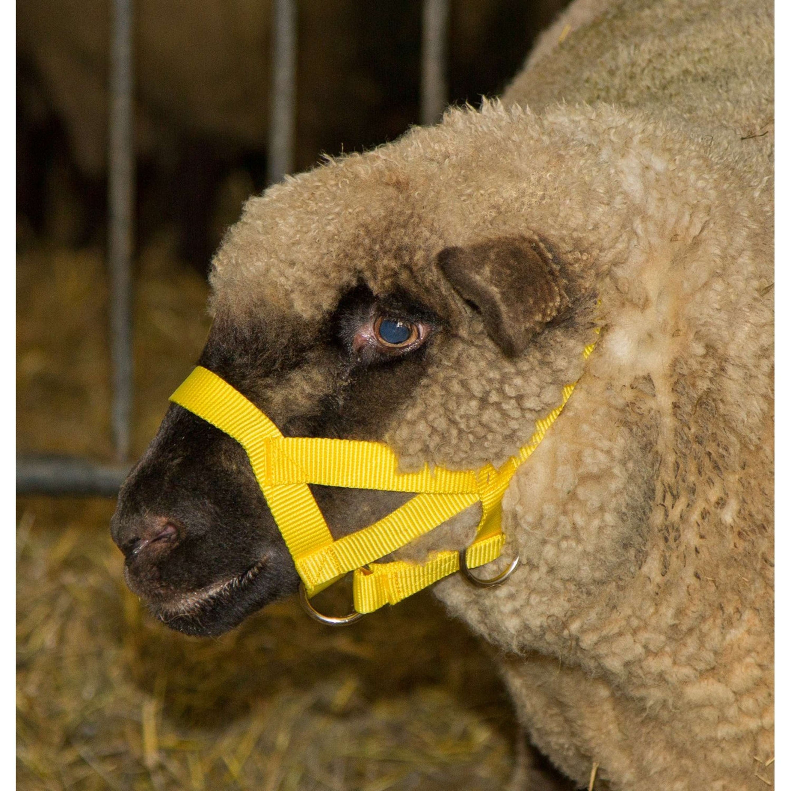Kerbl Cabezada Nylon Oveja/Macho Amarillo Kerbl Cabezada Nylon Oveja/Macho Amarillo