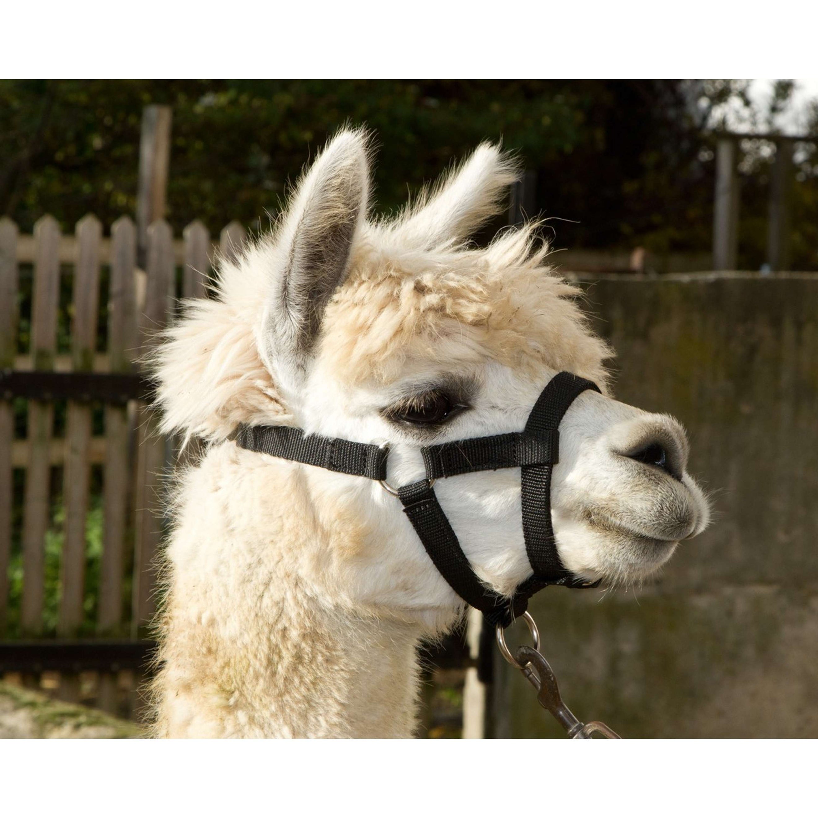 Kerbl Cabezada para Alpaca Ajustable con Hebillas Negro