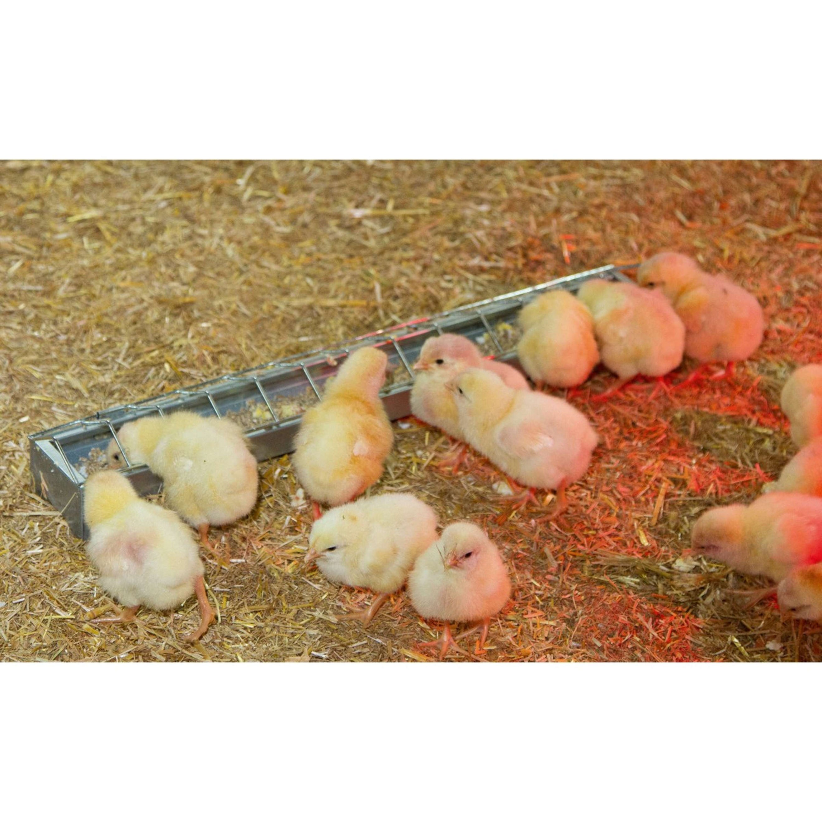 Kerbl Comedero para Aves de Corral Metal
