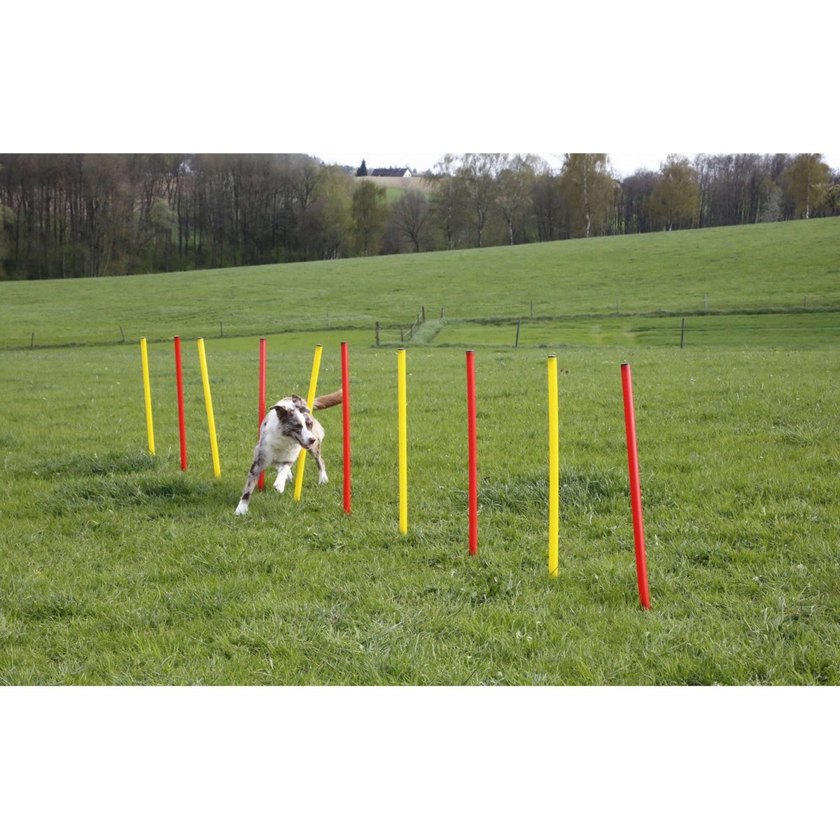 Kerbl Set Agilidad Completo 3 piezas Rojo<>Amarillo