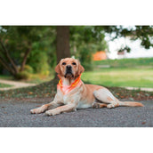 Kerbl Collar LED Recargable Maxi Safe Rojo