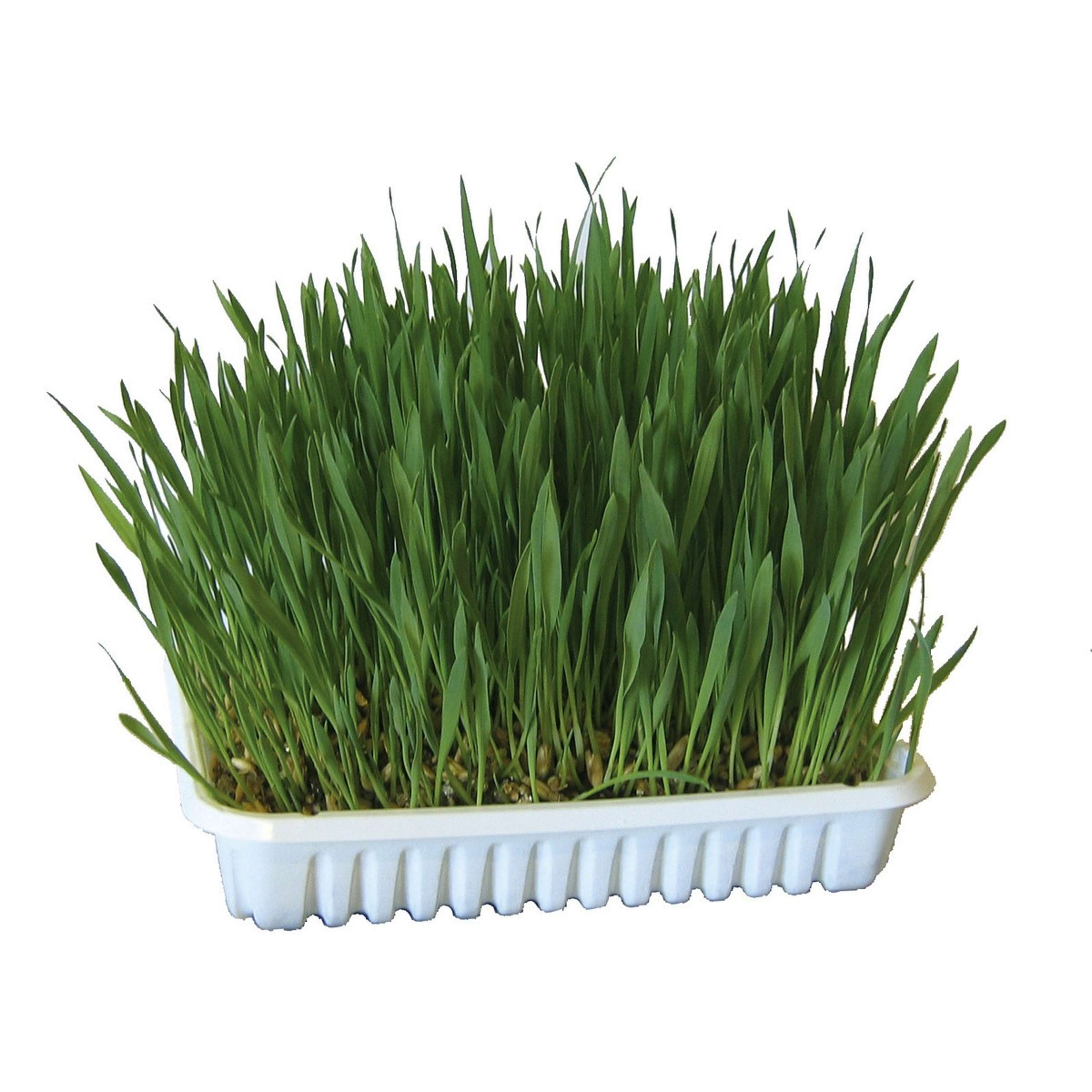 Kerbl Hierba para Gatos Verde