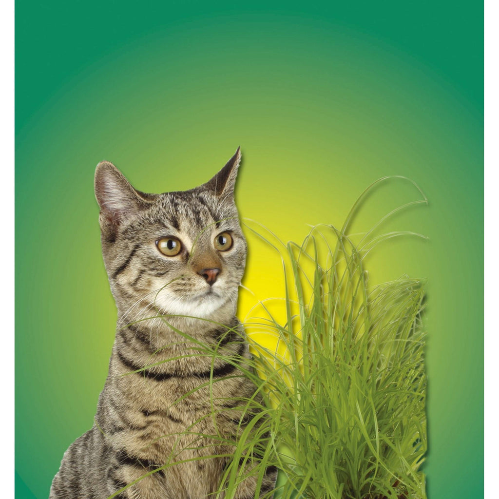 Kerbl Hierba para Gatos Verde