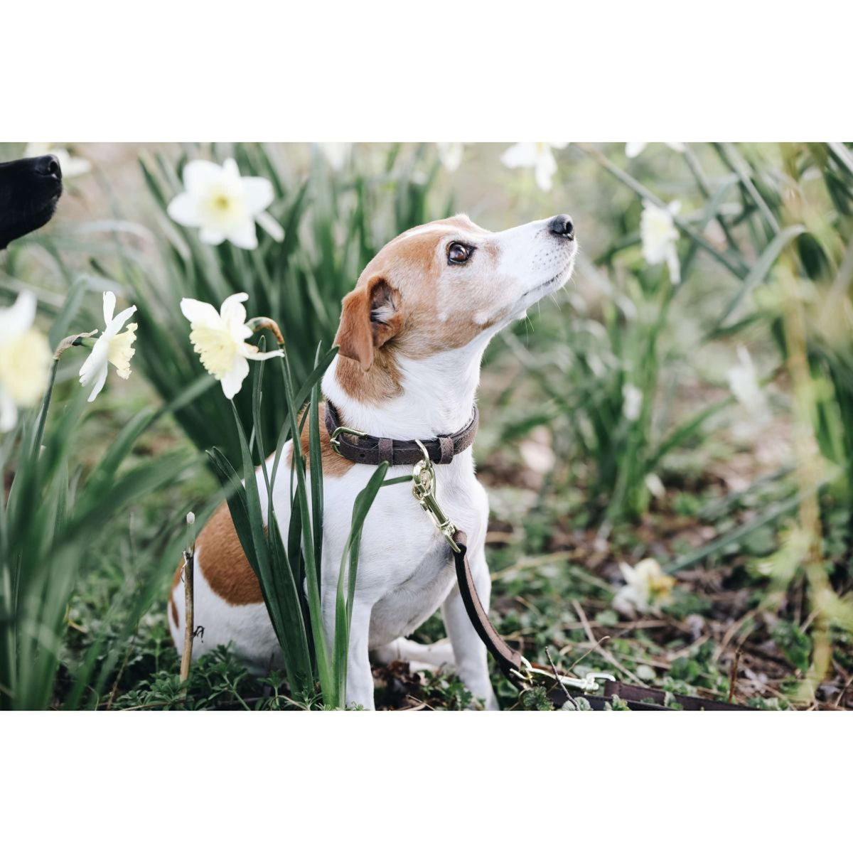 Kentucky Dogwear Collar Velvet Cuero Marron