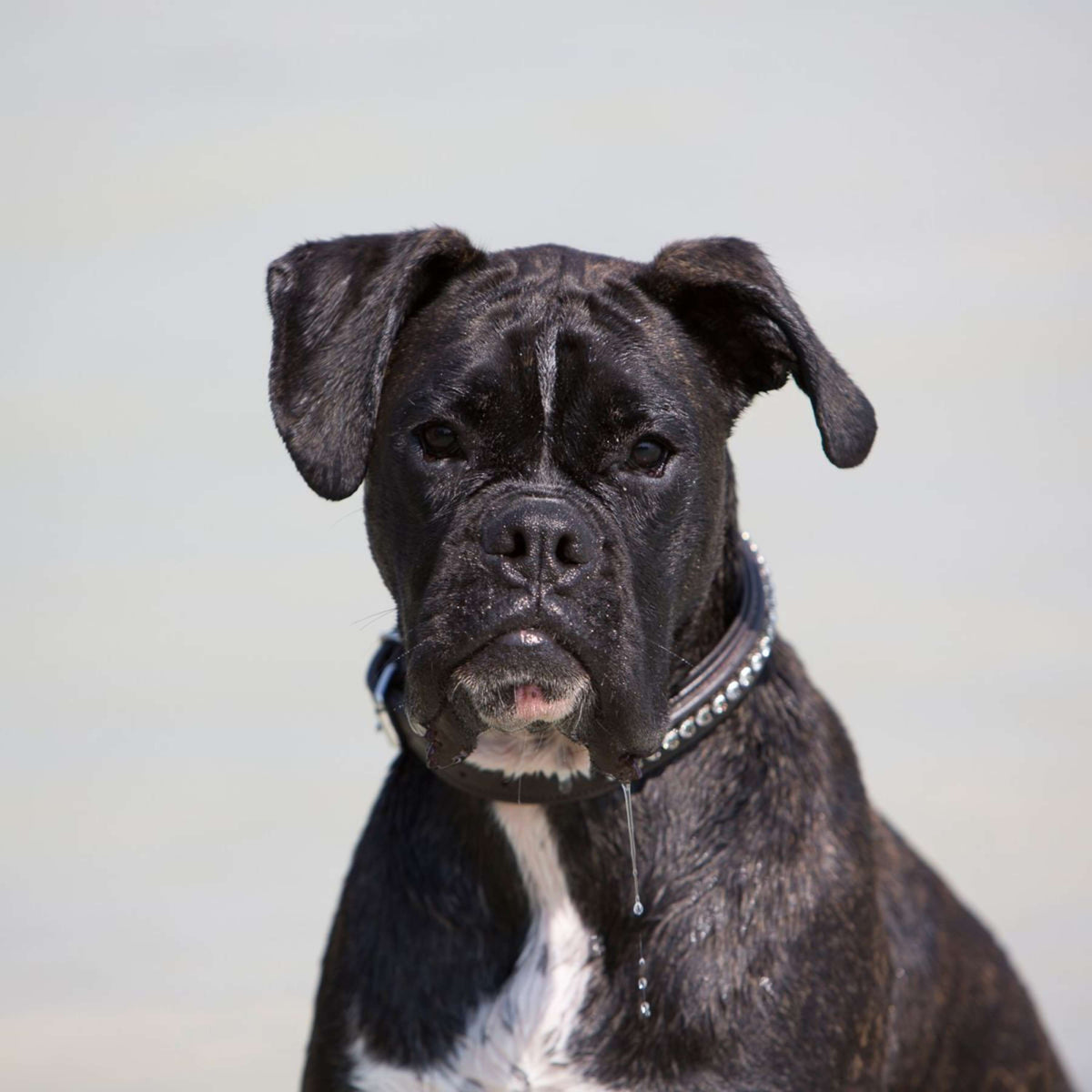 Kieffer Collar Negro con Cristales