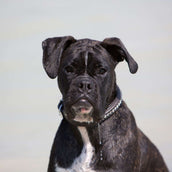 Kieffer Collar Negro con Cristales