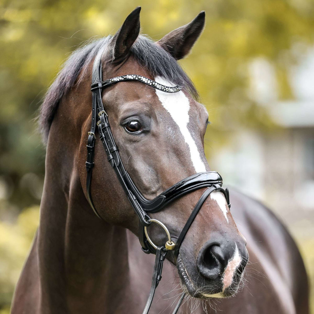 Kavalkade Brida Ivana Negro