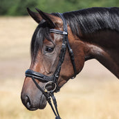 Kavalkade Brida Ivy IR Negro