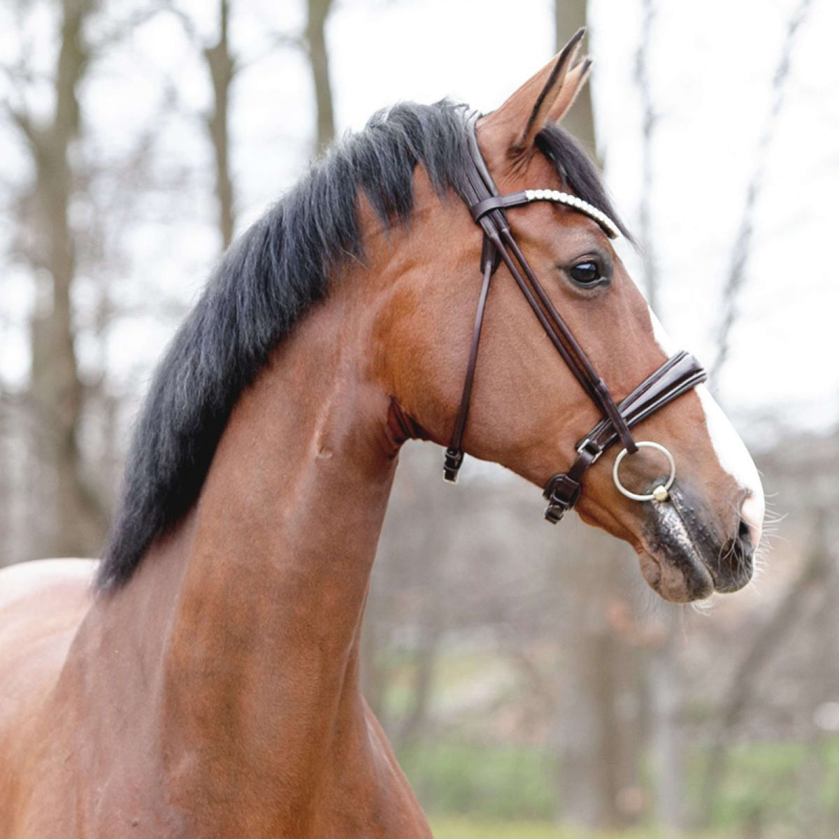 Kavalkade Cabezada Florina KavalSH4 Costuras Redondas Marron