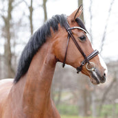 Kavalkade Cabezada Florina KavalSH4 Costuras Redondas Marron