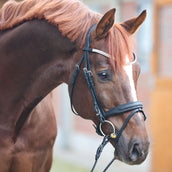 Kavalkade Cabezada Everness Negro