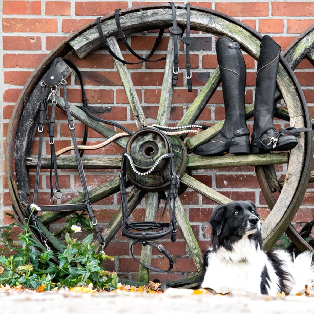 Kavalkade Riendas Cortica Vegane de Corcho Negro