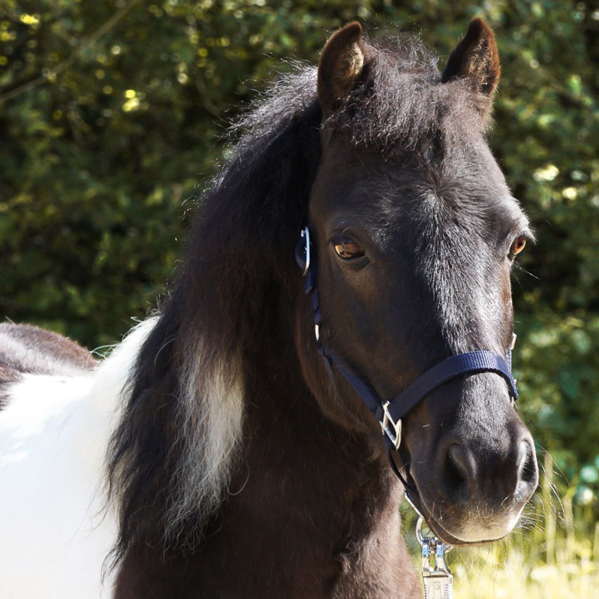 Kavalkade Cabezada Shorty Navy