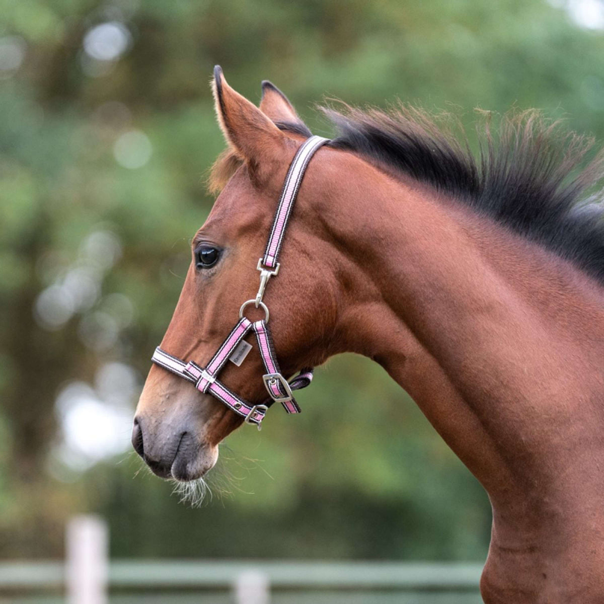 Kavalkade Cabestro Potro y Yearling Rosa