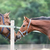 Kavalkade Cabestro para Potro y Yearling Azul