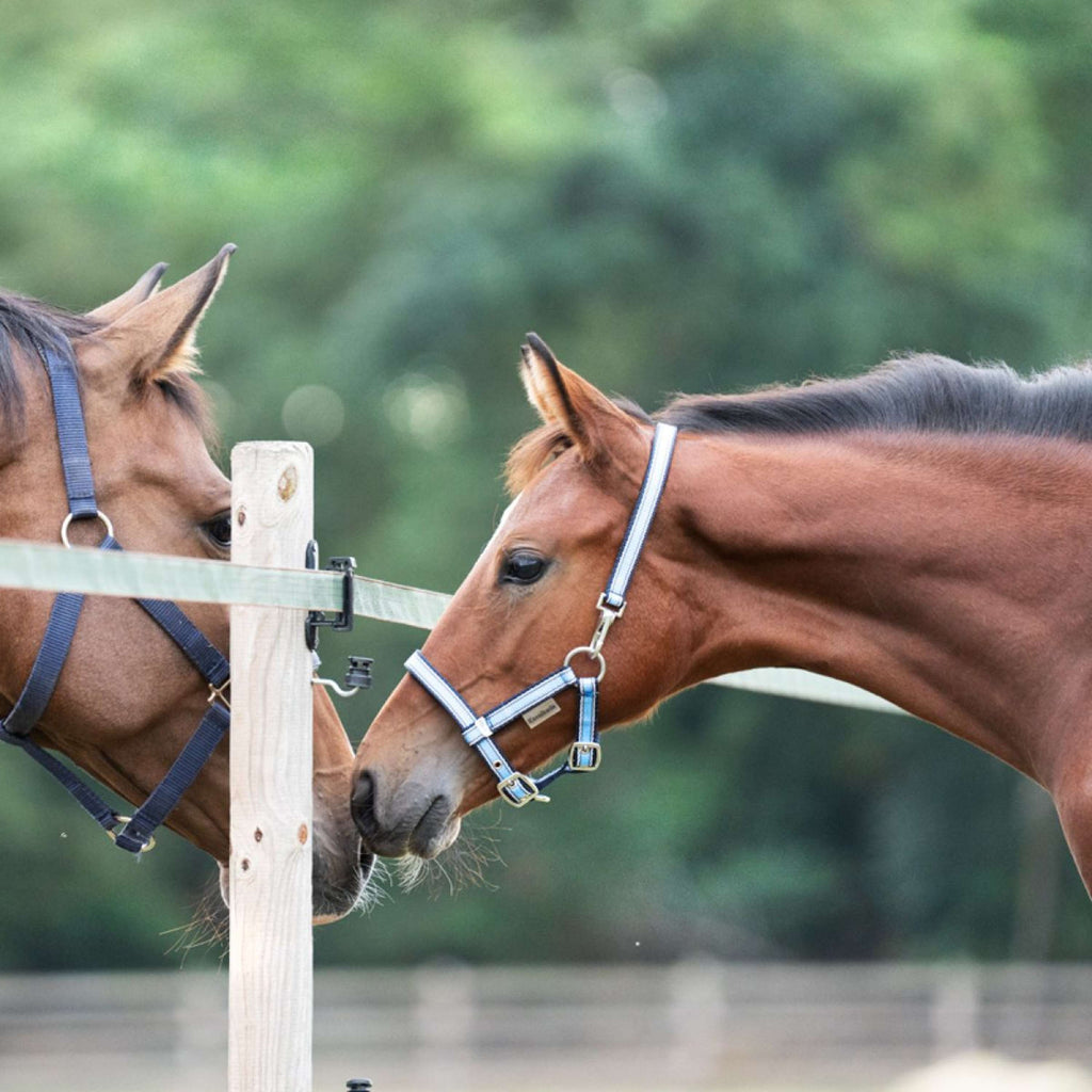 Kavalkade Cabestro para Potro y Yearling Azul